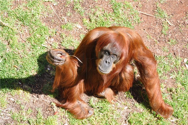 (FILE) AUSTRALIA ANIMALS ORANGUTAN