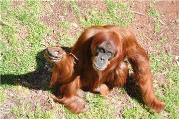 (FILE) AUSTRALIA ANIMALS ORANGUTAN