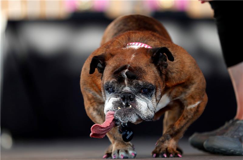 USA WORLDS UGLIEST DOG CONTEST