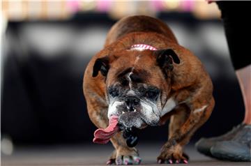 USA WORLDS UGLIEST DOG CONTEST