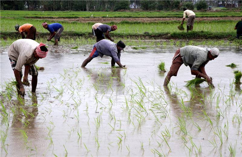 INDIA AGRICULTURE