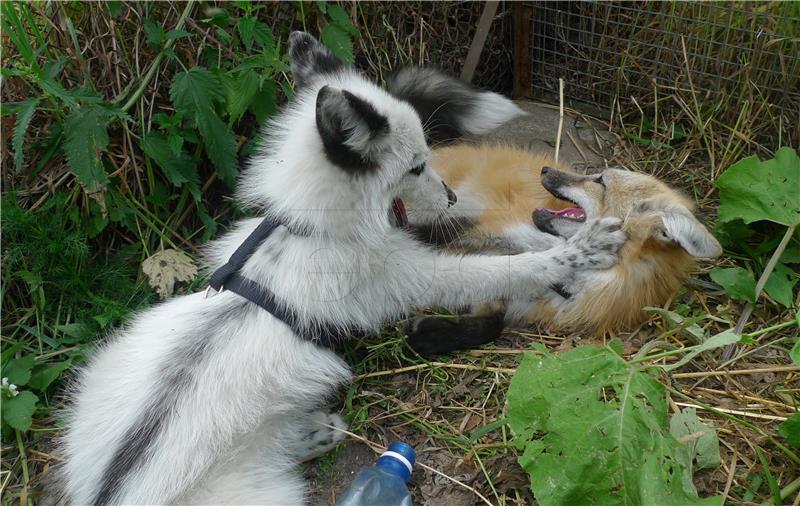 RUSSIA FOXES DOMESTICATION EXPERIMENT