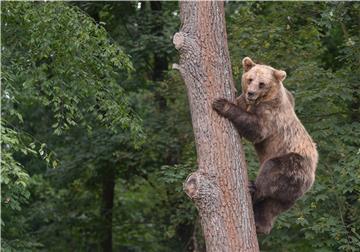 UKRAINE BEAR SANCTUARY