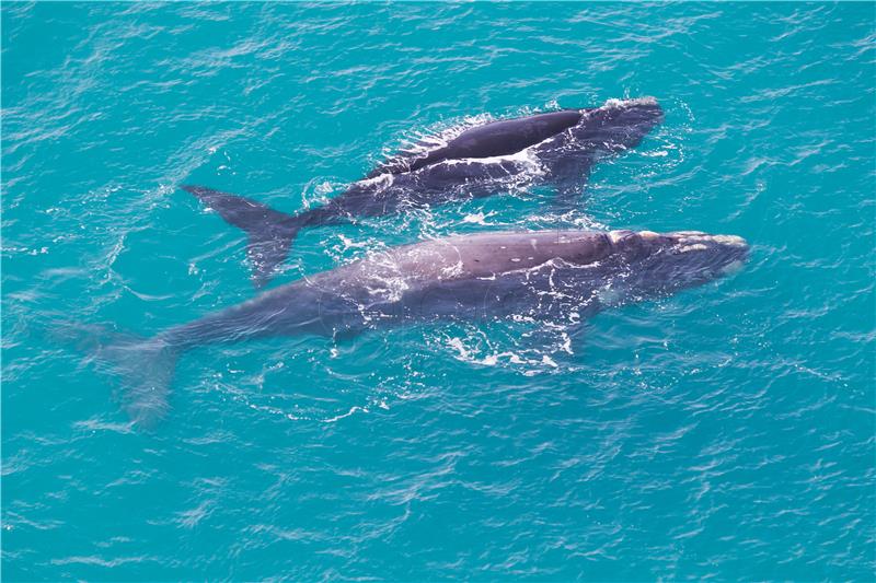 AUSTRALIA ANIMALS GREY SOUTHERN RIGHT WHALE