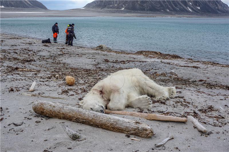 NORWAY POLAR BEAR