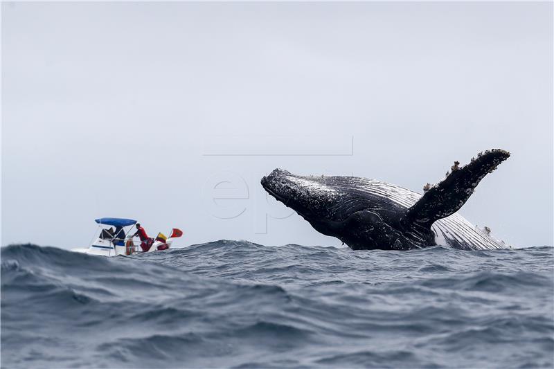 ECUADOR ANIMALS WHALES