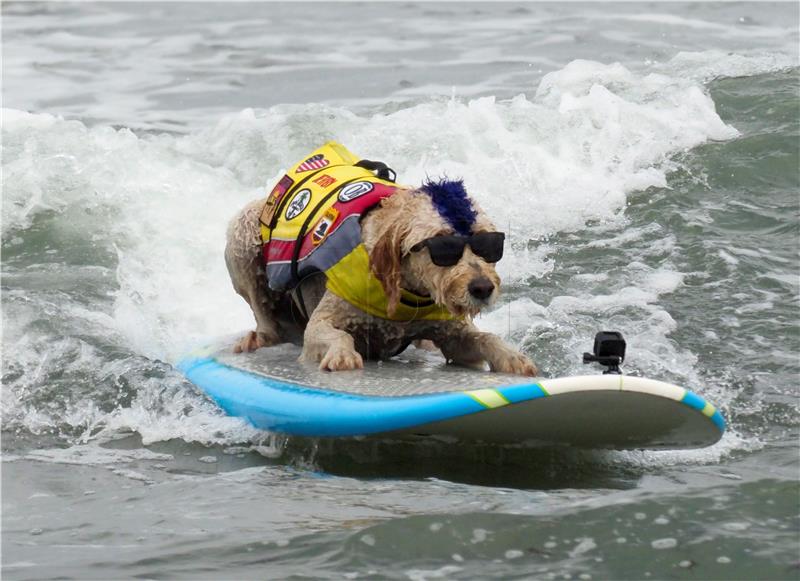 USA DOG SURFING WORLD CHAMPIONSHIPS