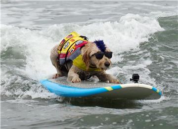 USA DOG SURFING WORLD CHAMPIONSHIPS