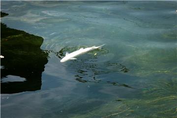 SWITZERLAND HEATWAVE ANIMALS