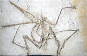 Otkrivena nova vrsta pterosaura, prvog kralješnjaka koji je mogao letjeti