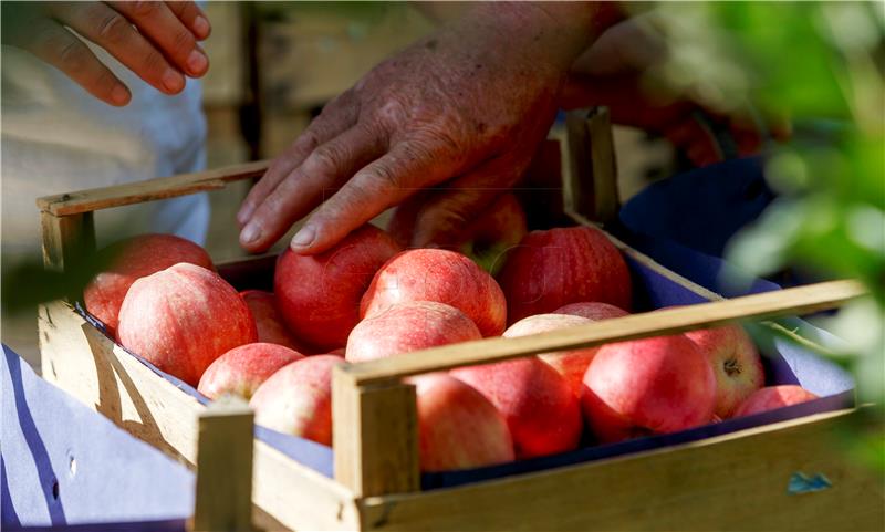 GERMANY APPLE HARVEST