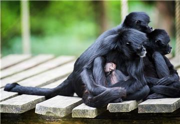 NETHERLANDS ZOO ANIMALS MONKEY