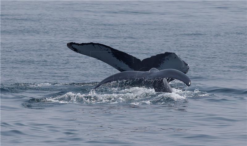 USA HUMPBACK WHALE