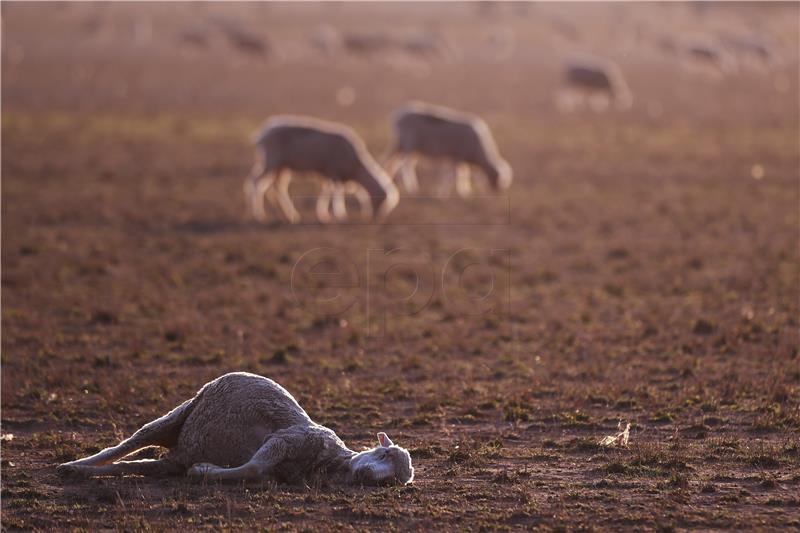 AUSTRALIA DROUGHT DISASTER