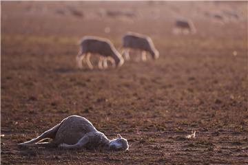 AUSTRALIA DROUGHT DISASTER