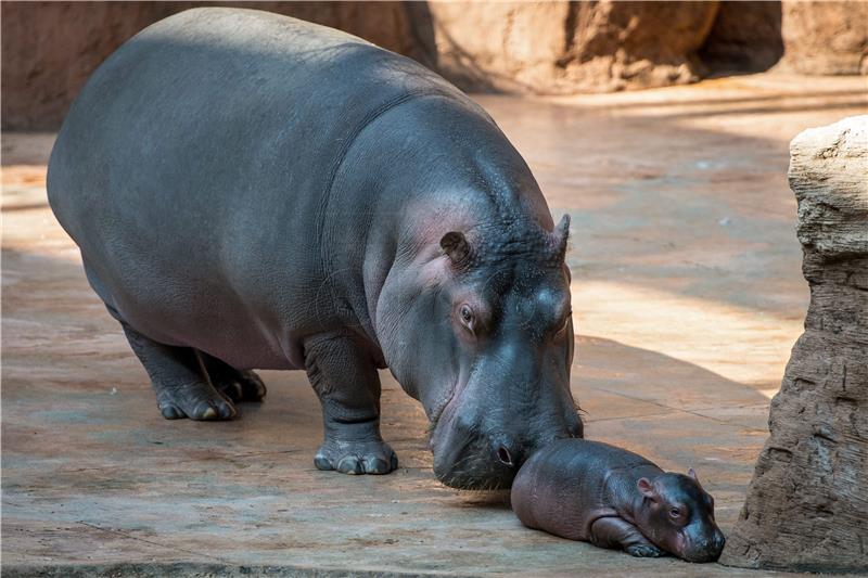 U jeruzalemskom ZOO-u uginula najstarija ženka nilskog konja na svijetu 