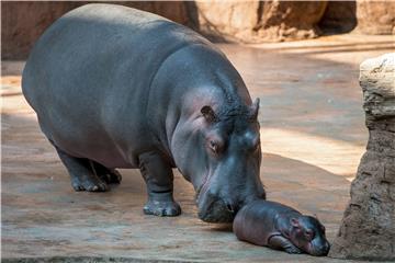 U jeruzalemskom ZOO-u uginula najstarija ženka nilskog konja na svijetu 