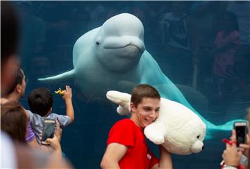 USA BELUGA WHALES