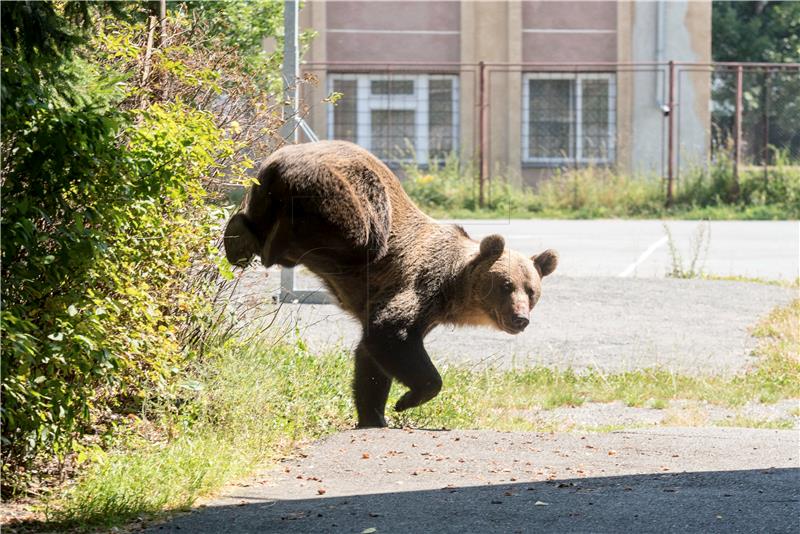 ROMANIA BEAR