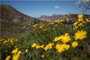 SOUTH AFRICA NATURE SPRING