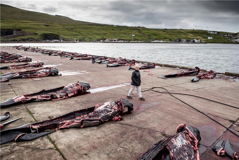 FAROE ISLANDS WHALING