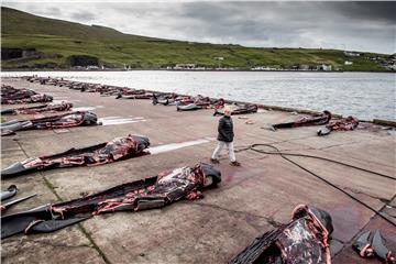 FAROE ISLANDS WHALING