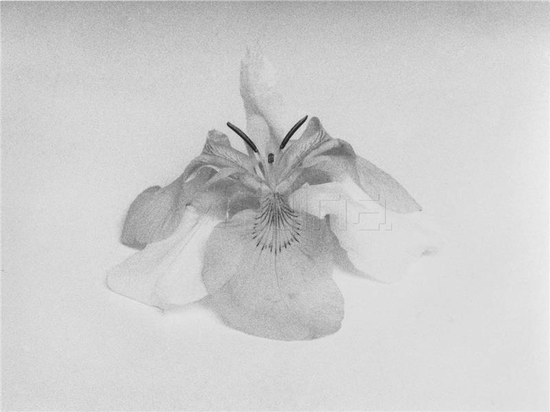 Jochen Lempert_Bez naziva (dvostruki iris), 2016 (detalj).jpg