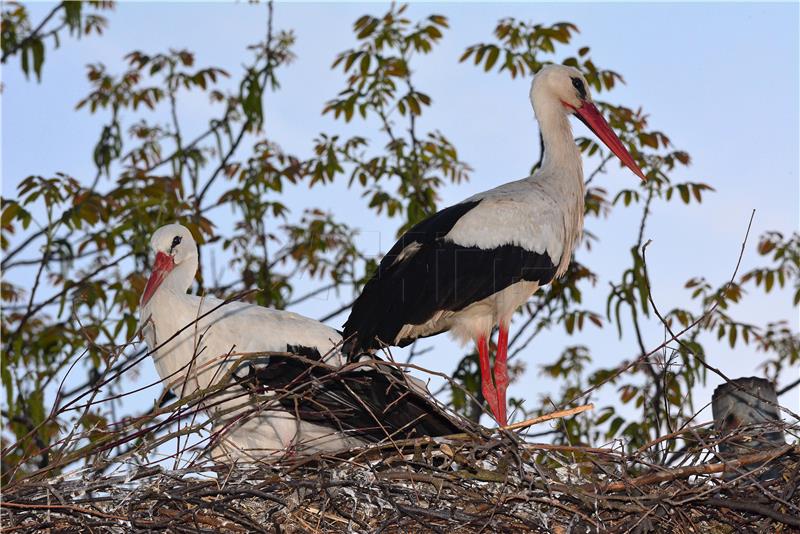 Croatia marks Stork Day