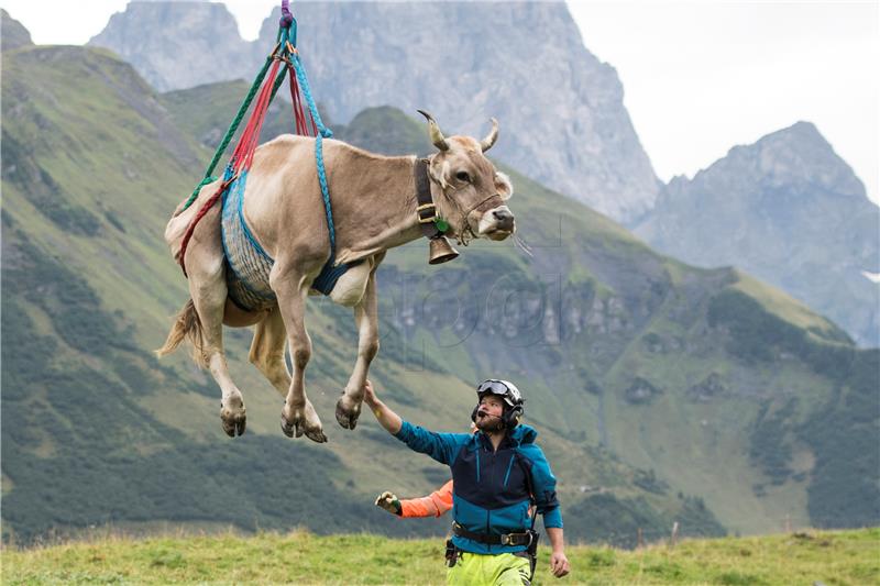 SWITZERLAND KLAUSENPASS AGRICULTURE COWS