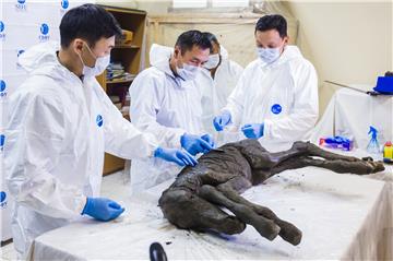 RUSSIA PALEONTOLOGY 40,000 YEAR OLD FOAL