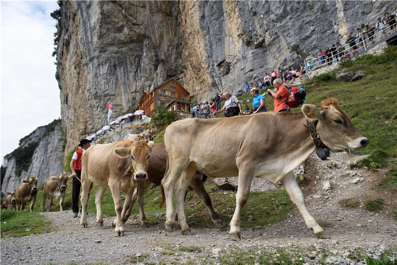 SWITZERLAND CATTLE DESCENT ALTENALP