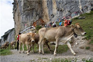 SWITZERLAND CATTLE DESCENT ALTENALP