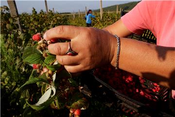 KOSOVO RASPBERRY HARVEST