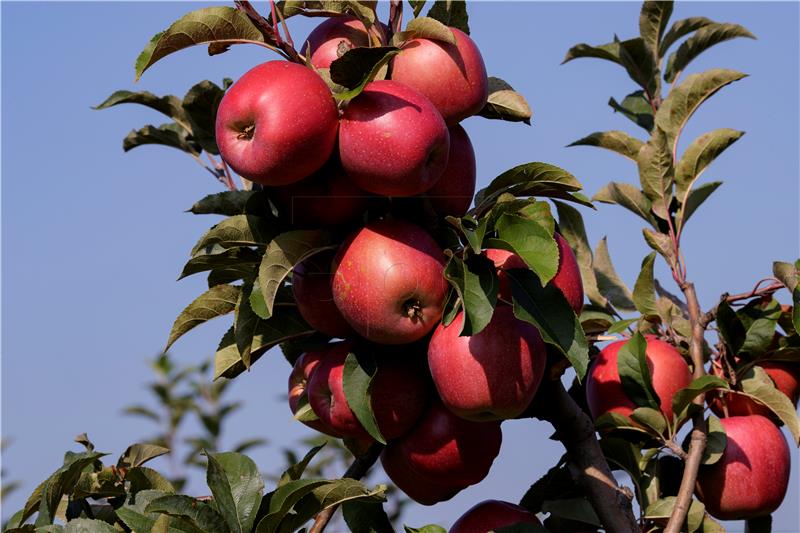 KOSOVO APPLE HARVEST