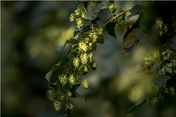 CZECH REPUBLIC PHOTO SET HOPS HARVEST