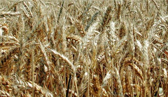 Croatia's production of major cereals up