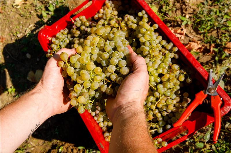 AUSTRIA AGRICULTURE GRAPE HARVEST