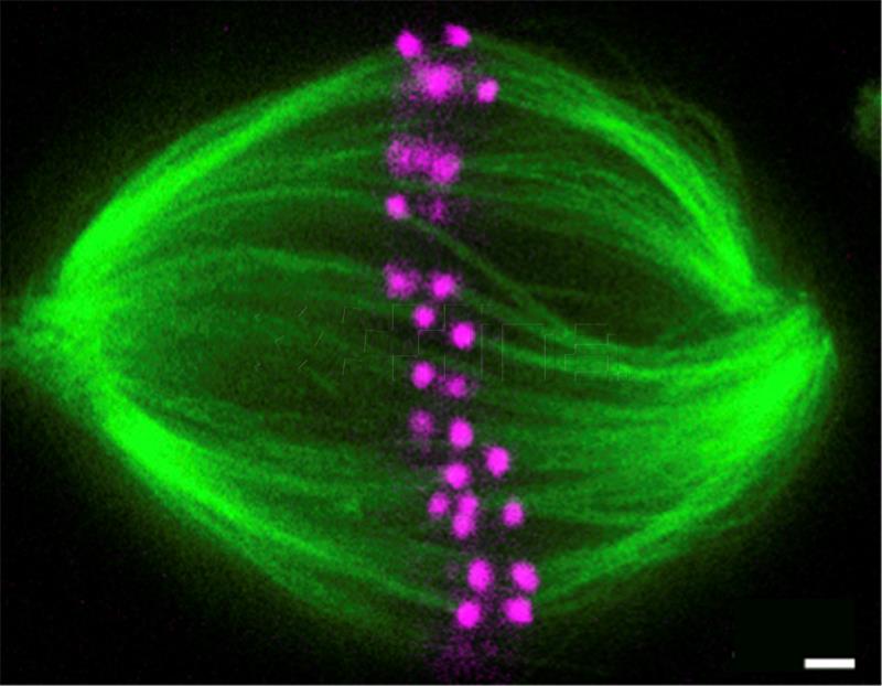 Skupina hrvatskih znanstvenika objavila otkriće da diobeno vreteno u stanici ima oblik zavojnice