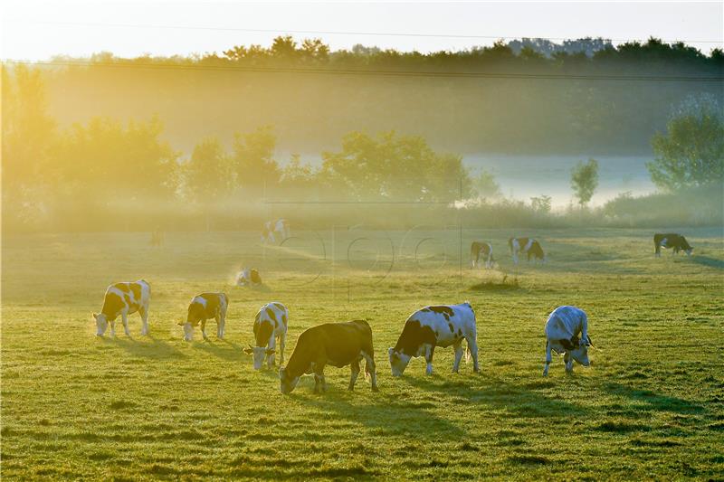 HUNGARY ANIMALS COWS