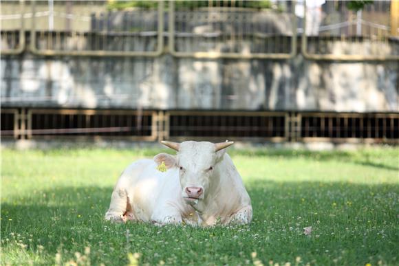 Baby Beef association: New CAP could ruin Croatia's cattle farming