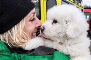 Slovenska policija kaznila Talijane koji su u kombiju vozili više od sto štenaca... i to bez vinjete