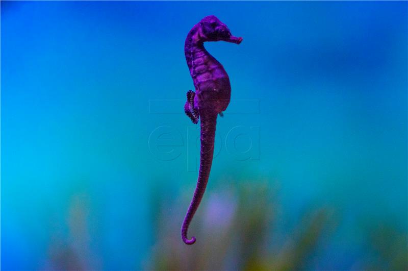 SOUTH AFRICA ENDANGERED KNYSNA SEAHORSE