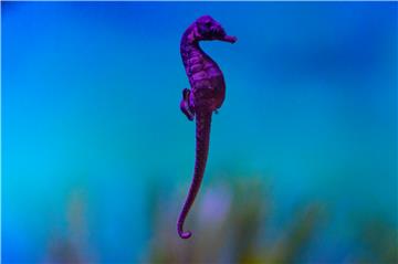 SOUTH AFRICA ENDANGERED KNYSNA SEAHORSE