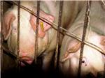 Croatia increases live pig exports and pork imports