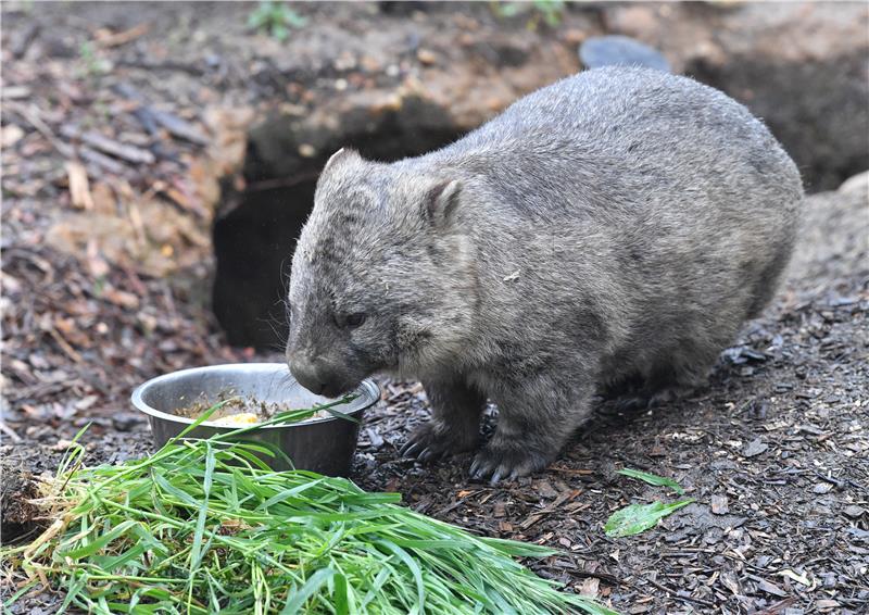 AUSTRALIA BRITAIN ANIMALS