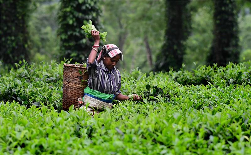 INDIA AGRICULTURE TEA CULTIVATION