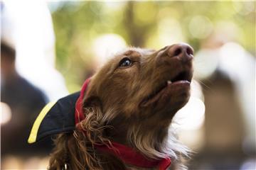 AUSTRALIA DACHSHUND RACE MELBOURNE