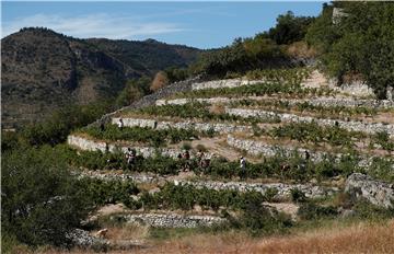 FRANCE GRAPE HARVEST