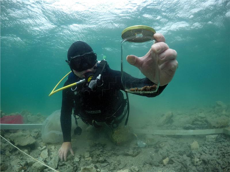 Zadarski arheolozi u Pašmanskom kanalu pronašli koštice maslina stare 3500 godina