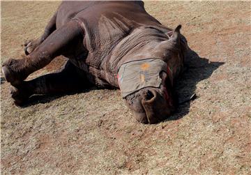 (FILE) SOUTH AFRICA CHINA EASES BAN ON TIGER RHINO PARTS